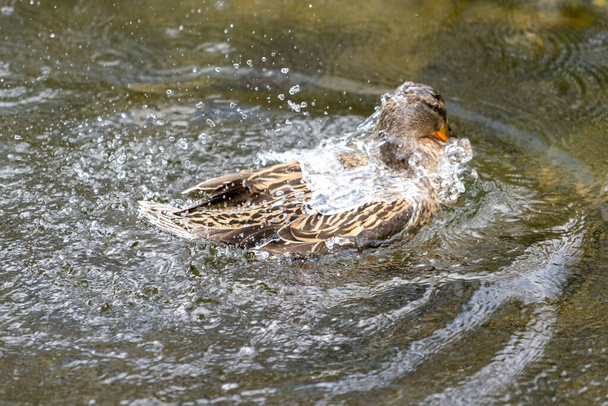 Μια πάπια βουλιάζει στο νερό. Κουνάει τα φτερά της και ρίχνει νερό τριγύρω.. - Φωτογραφία, εικόνα