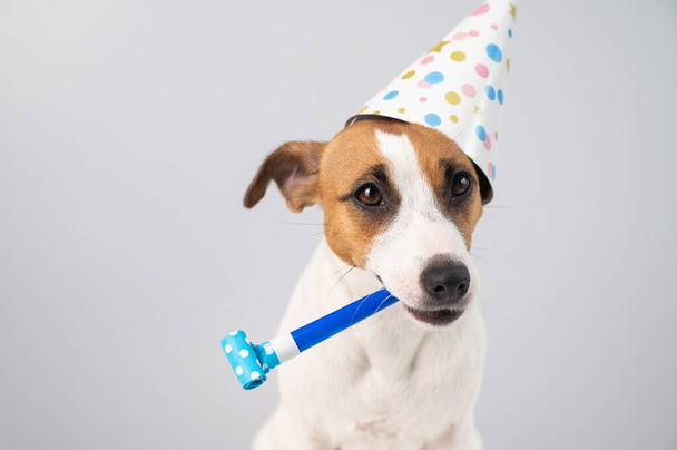 Hauska Jack Russell Terrier koira yllään syntymäpäivälakki tilalla pilli valkoisella taustalla. - Valokuva, kuva
