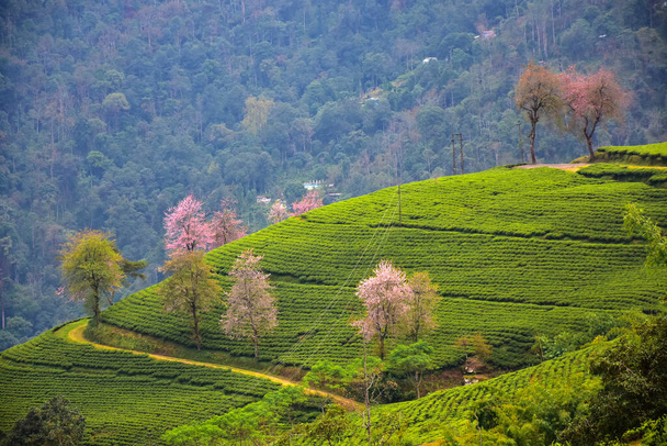 Temi Tea Estate Niché à Ravangla.Le jardin est l'un des jardins les plus charmants avec des cerisiers en fleurs, situé dans la montagne himalayenne du Sikkim. - Photo, image