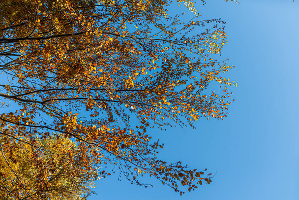 Fotografie podzimní krajiny: barevné koruny stromů na pozadí modré oblohy. Barevné listy. Přírodní pozadí. - Fotografie, Obrázek