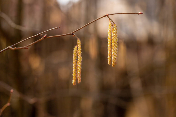 The common hazel (Corylus avellana) yellow catkins during late winter day. Long golden yellow catkins droops of wood nut from the bare branch at brown background. Hazelnut branch is blooming during early spring.  - Photo, Image