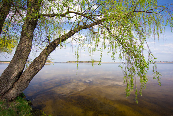 Willow tree by the water. Weeping willow on bank of river in spring. - Photo, Image
