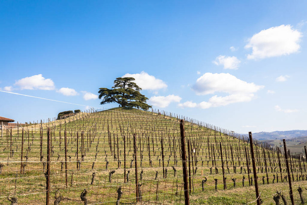 Бароло и Фаческо в итальянском регионе Федмонт. Виноградник с выращиванием винограда для красного вина. - Фото, изображение