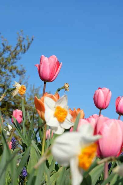 Покриття чудових рожевих і білих тюльпанів та інших барвистих квітів з блакитним небом у Франції. - Фото, зображення