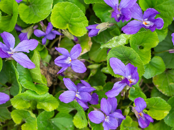 Весняний квітковий фон. Солодкий фіолетовий. Вид зверху на маленькі синьо-фіолетові квіти, оточені зеленим листям на сонячний день
. - Фото, зображення