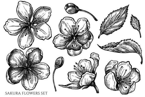 Vector set of hand drawn black and white sakura flowers - Vektör, Görsel