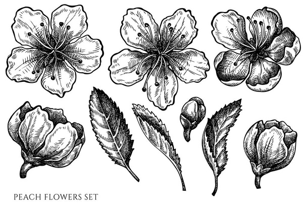 Vector set of hand drawn black and white peach flowers - Vector, Imagen