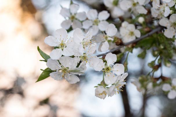 Plum flowers and buds are a symbol of strength, hope, confidence, perseverance and longevity, because they have the ability to bloom even in adverse weather conditions. - Photo, image