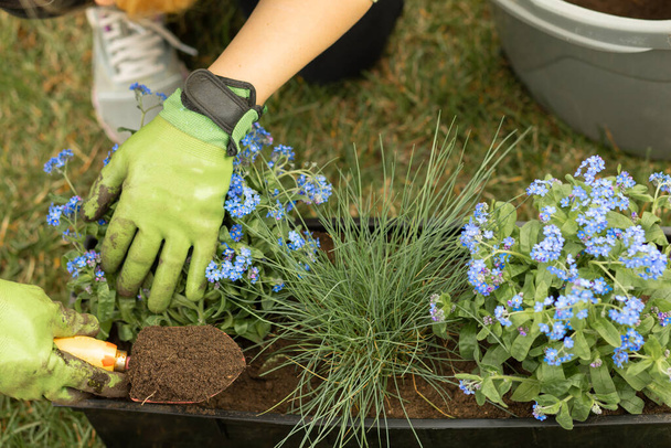 Las manos femeninas en los guantes de jardín planta Forget-Me-Not flores en maceta, foto de cerca - Foto, Imagen