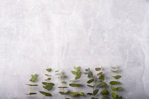 Branches eucalyptus on the grey background, copy space - Zdjęcie, obraz