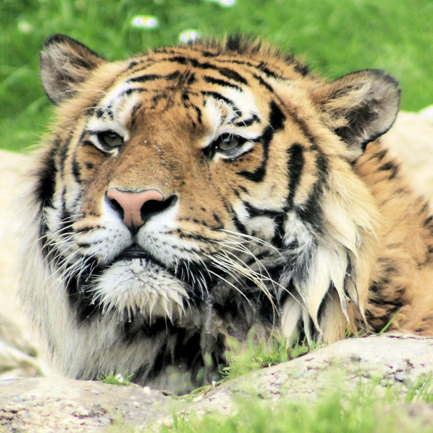 tigre - Foto, imagen
