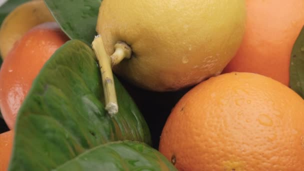 Цитрусовые фрукты лимон и апельсин закрыть. Цветные здоровые смешанные фрукты. - Кадры, видео