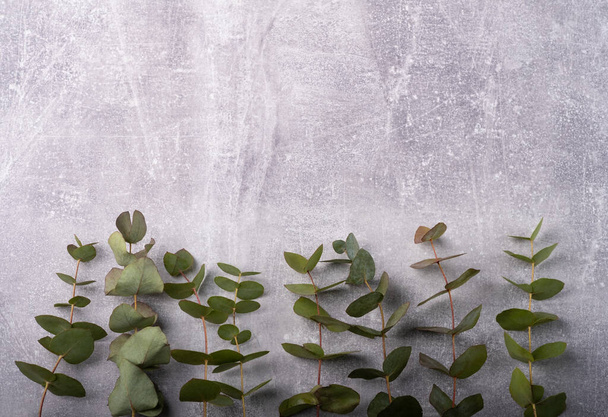 Branches eucalyptus on the grey background, copy space - Fotoğraf, Görsel