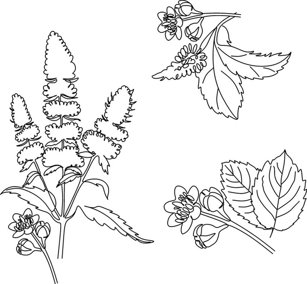 Gyógynövények. Fűszerek. Herbs rajzolt fekete vonalak egy fehér háttér. Vektorillusztráció. - Vektor, kép