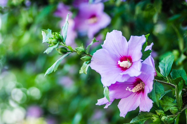 Фіолетові квіти гібіскуса з саду
 - Фото, зображення