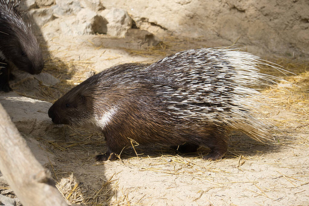 porcupine in a natural park and animal reserve, located in the Sierra de Aitana, Alicante, Spain. rodent - Photo, Image