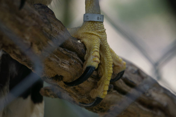 egy sas karma egy természetes parkban és állatvédelmi területen, a spanyolországi Sierra de Aitana-ban. madár - Fotó, kép