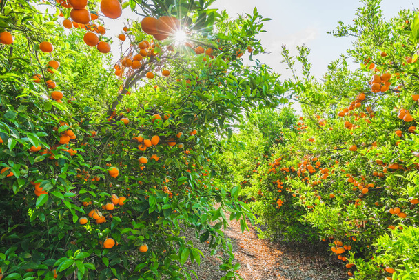 Verger de mandarines en Californie. Arbres fruitiers avec des fruits mûrs dans une rangée. Journée ensoleillée, saison des récoltes - Photo, image