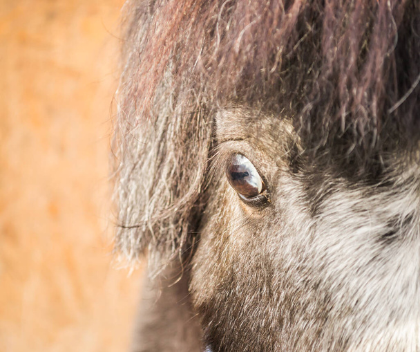 Portret konia kucyka - Zdjęcie, obraz
