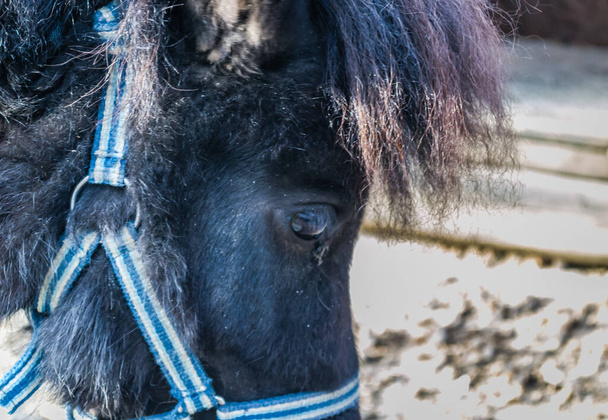 Portrait of a pony horse - Foto, Imagem