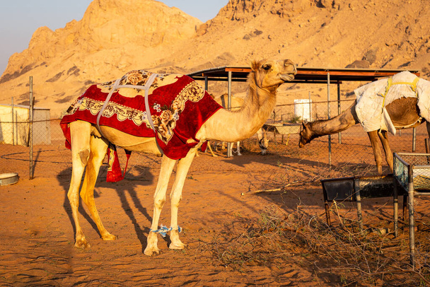 Dromedary camel (Camelus dromedarius) covered with red blanket on a farm in Sharjah, United Arab Emirates, with rocky mountains in the background. - Photo, Image