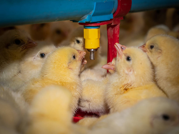Startup farming with yellow baby chickens were drinking water from pipeline with sekiective focus - Photo, Image