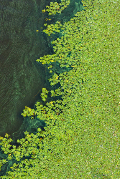 地球の水表面の汚染は、緑の藻類は徐々に川の開花水の表面をカバーしています。垂直画像、コピースペース. - 写真・画像