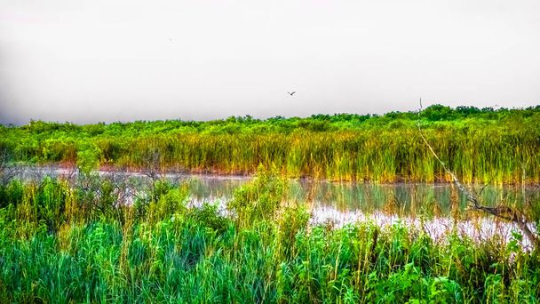 Річка трави в Arthur R. Marshall Loxahatchee National Wildlife Refuge - Фото, зображення