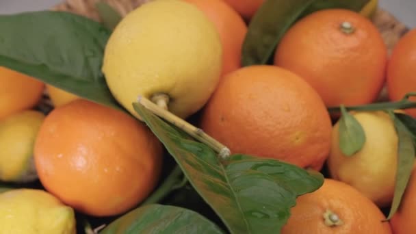 Citrus fruits lemon and orange close up. Colorful healthy mixed fruits food rotating. - Video