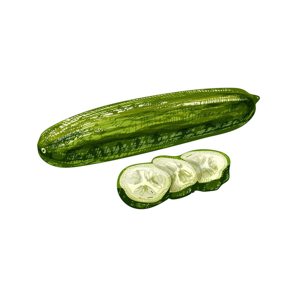 Fresh green cucumbers whole and slice. Vintage hatching color illustration - ベクター画像