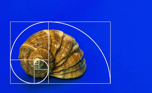 Golden ration concept with sea shell on a blue background, creative  - Foto, Imagen