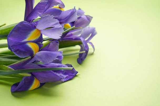 Spring flowers Irises on light green background with space for text. Close-up. - Foto, afbeelding