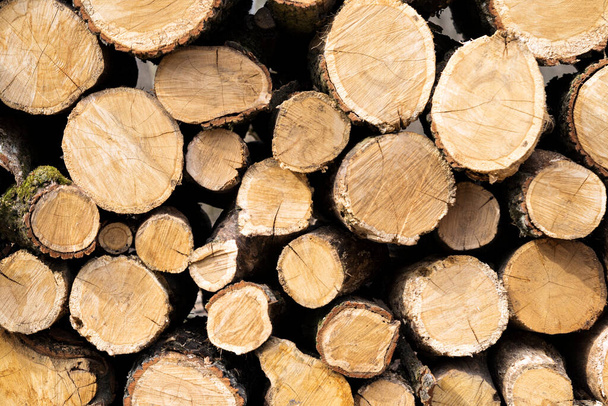 Une montagne de bois soigneusement empilé dans la forêt. Préparation d'un stock de bois de chauffage pour l'hiver - Photo, image