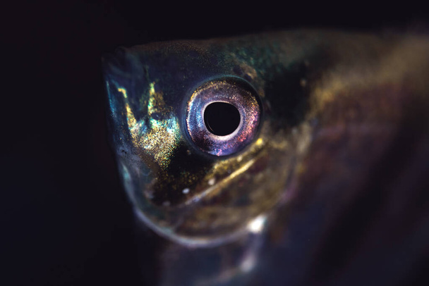Angelfish close-up photo of eye, black background, aquarium fish photo - Photo, Image