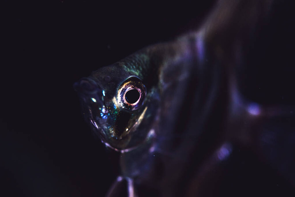 Angelfish on a black background close up, Pterophyllum Scalar fish in aquarium - Photo, Image