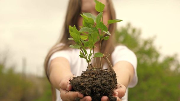 木の苗木は子供の手にある。成長と農業の新しい生活の概念。少女は掌中に緑の芽を出している。健康、母なる地球の環境への配慮。植物の生物多様性 - 写真・画像