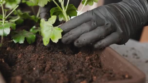 Nők keze a fekete gumikesztyűben, pelargoniumot ültetve az új edénybe..  - Felvétel, videó