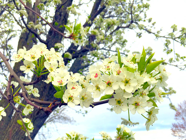 Chinese pear flower full blossom in school garden new jersey - Fotografie, Obrázek