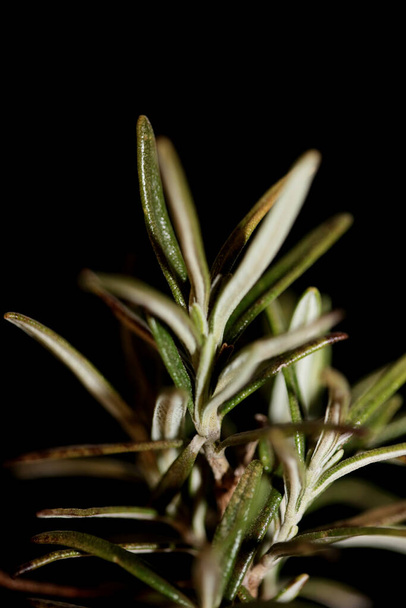 Rosmarinus officinalis folhas macro família lamiaceae moderno fundo alta qualidade grande tamanho estampas botânicas - Foto, Imagem