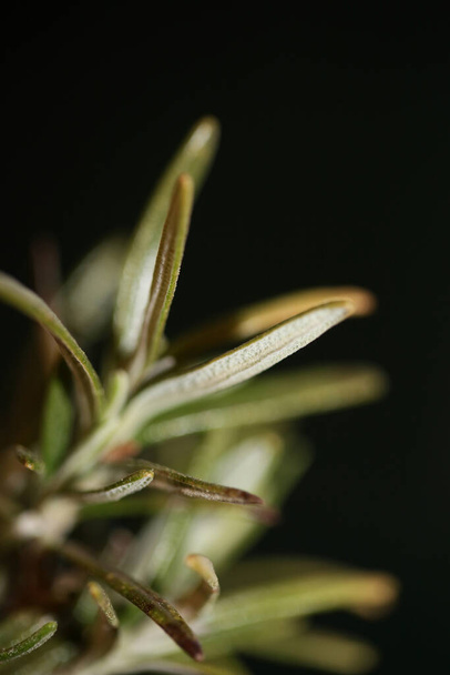 Rosmarinus officinalis αφήνει macro οικογένεια lamiaceae σύγχρονο υπόβαθρο υψηλής ποιότητας μεγάλο μέγεθος βοτανικό εκτυπώσεις - Φωτογραφία, εικόνα