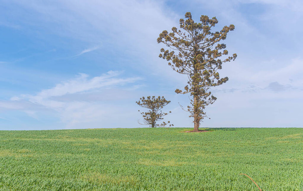牧草地や農業生産分野でのアウクリアangustifolia木。ブラジル南部の大豆生産工場の面積。穀物生産・畜産の分野 - 写真・画像