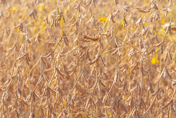Soybean planting pods at harvest point for industry. sosa plantation in final production stage. Grains awaiting the harvesting process. Golden hour. Rural landscape. Precision agriculture. - Photo, Image