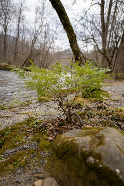 川の端にある小さな常緑樹は - 写真・画像