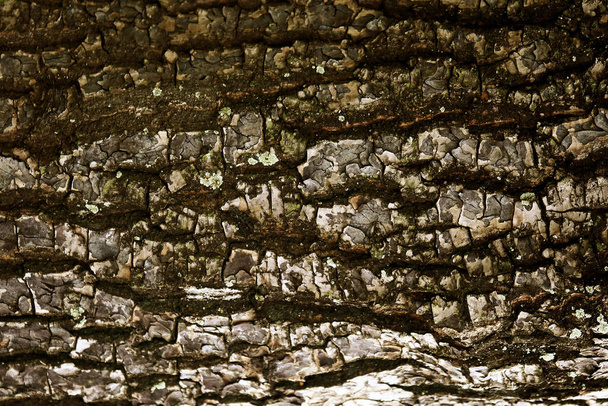 Bark wooden texture background , close up - Photo, image
