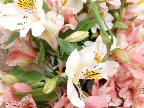 Fondo floral, flores de primavera. Plantilla naturaleza vacaciones  - Foto, imagen