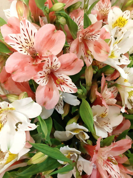 Fond floral, fleurs printanières. Modèle nature vacances  - Photo, image
