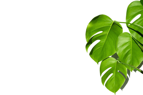 Растение Монстера в белом горшке на белом изолированном фоне. Понятие минимализма. Листья Monstera deliciosa или тропический лист швейцарского сыра. Дневной свет, суровые тени. Закрыть - Фото, изображение
