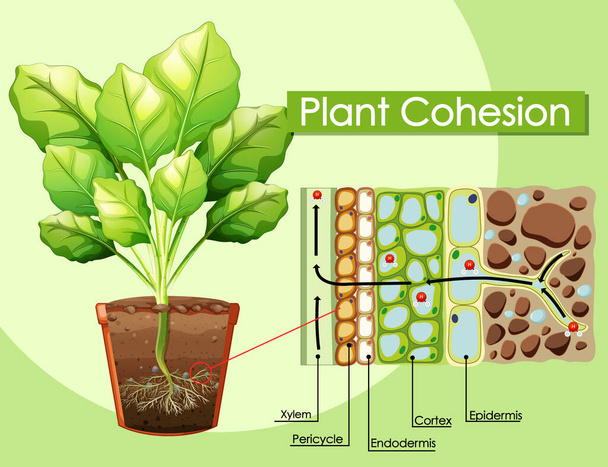 Grafik zur Illustration des Zusammenhalts der Pflanzen - Vektor, Bild