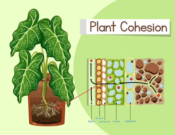 Grafik zur Illustration des Zusammenhalts der Pflanzen - Vektor, Bild
