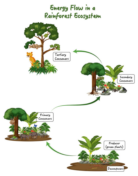 Ροή ενέργειας σε ένα διάγραμμα οικοσυστήματος τροπικών δασών - Διάνυσμα, εικόνα